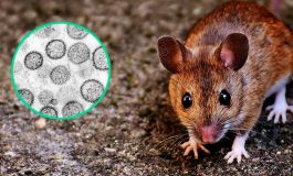 Alarma por hantavirus en Buenos Aires: murió una nena de 10 años y ya son 4 las víctimas en 2026